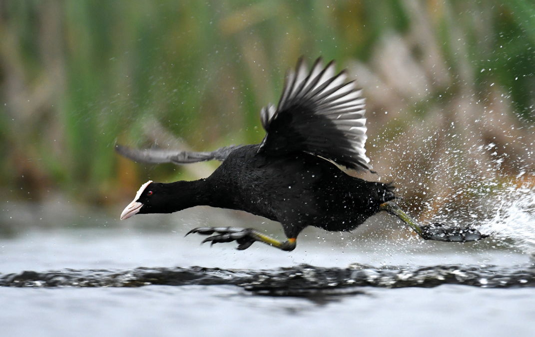 De meerkoet: de meest menselijke van alle vogels