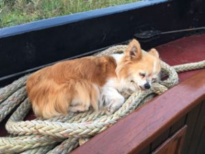 Waterman3 schip hond slapen