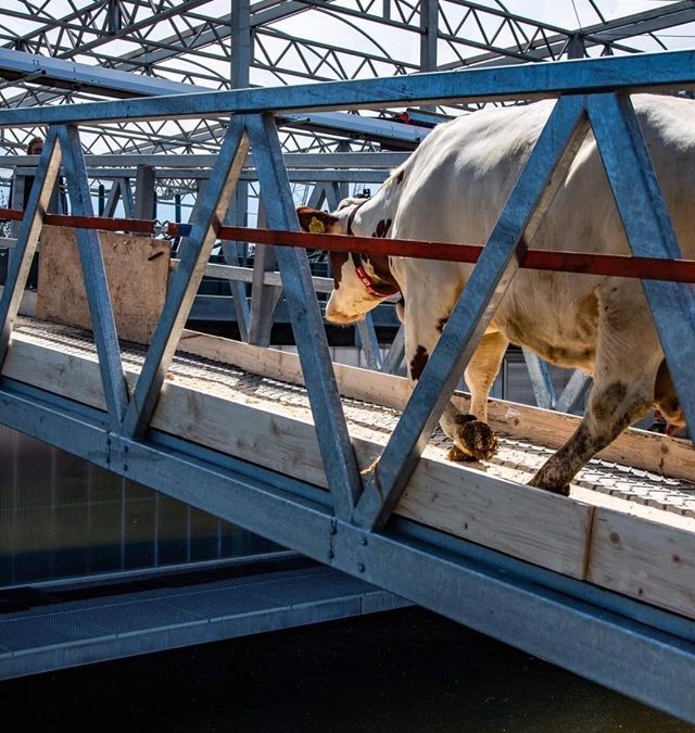 Drijvende zuivelboerderij in Rotterdam: lees het in ons themanummer