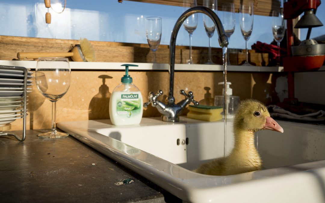 Gansje Xavier vroeg een waterbewoner om hulp – en de foto’s zijn té lief