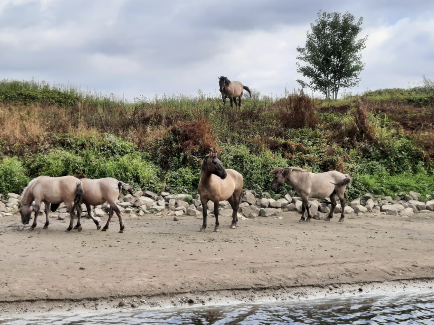 Koninkpaarden natuurreservaat de Stadswaard Nijmegen