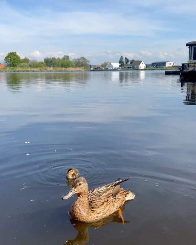 ~ Knulletje het pulletje ~
Deze mooie beelden met aandoenlijke onderschrift onvingen wij van @wonenopwaterwow 

"Dagelijks mag ik vanaf mijn woonboot genieten van al de natuur om mij heen. Maar ook hoe meedogenloos ze kan zijn.
Eat or be eaten.
The survival of the fittest.

Halima (zo noem ik deze moeder eend) heeft nog maar één pulletje...
Vooralsnog een overlever. Ik noem hem 'Knulletje het pulletje' in de ijdele hoop dat een naam geven aan deze kleine hem bestaansrecht geeft..." 

—————
#vlotwaterwonen #waterwonen #woonbootleven #woonboot #waterbewoner #levenophetwater #wonenophetwater #kuiken #kuikens #pul #pulletje #pulletjes #eend #eendenkuiken