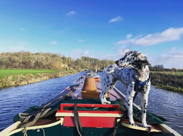 ~ Hond aan boord ~
Of je ze nou een boothond, waterhond, zeehond of scheepshond noemt… ze zijn stoer en voelen zich de kapitein aan boord en op het water 🐾 

📸 -->
1 - @wandering_on_water 
2 - @misterfrits_cobberdog 
3 - @2crewandacockapoo 
4 - @pvellinga 
5 - @lisetnoordman 
6 - @herr_steuermann 

————— 

#vlotwaterwonen #waterwonen #boothond #hondaanboord #boothondje #boatdog #houseboatdog #dogboatlife #dogboatadventures #scheepshond #scheepshonden #dogonboard #dogonthewater #dogonboat #dog #dogs #happydog #happydogs #happydoglife #houseboatdog #boatdog #dogsofinstagram #hondenaanboord #hondenleven #dogslife #dogsphotography