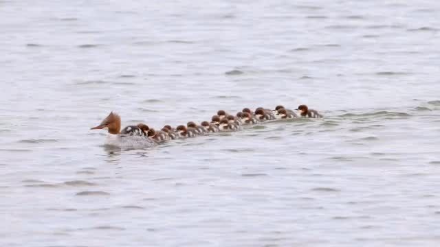 ~ Groot gezin ~

🎥 @audubonsociety 

—————

#vlotwaterwonen #waterwonen #woonbootleven #woonboot #waterbewoner #levenophetwater #wonenophetwater #grootgezin #grootgezinmetveelkinders #grootgezinoppad #kuiken #kuikens