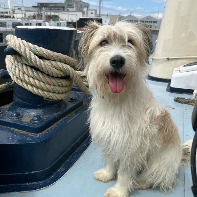 ~ Hond aan boord ~
Of je ze nou een boothond, waterhond, zeehond of scheepshond noemt… ze zijn stoer en voelen zich de kapitein aan boord en op het water 🐾 

📸 -->
1 - @sarasansen 
2 - @petraspithost 
3 - @elkoopman 
4 - @onze_bo_doodle_ 
5 - @lisetnoordman 

————— 

#vlotwaterwonen #waterwonen #boothond #hondaanboord #boothondje #boatdog #houseboatdog #dogboatlife #dogboatadventures #scheepshond #scheepshonden #dogonboard #dogonthewater #dogonboat #dog #dogs #happydog #happydogs #happydoglife #houseboatdog #boatdog #dogsofinstagram #hondenaanboord #hondenleven #dogslife #dogsphotography